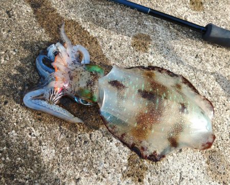 デイエギングで胴長２０ｃｍ